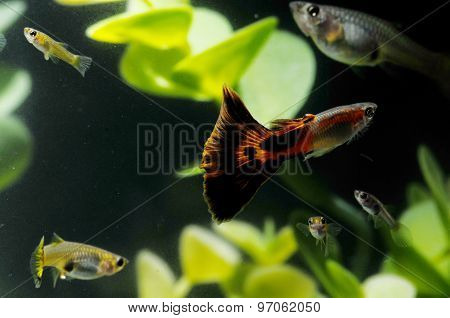 Guppy Multi Colored Fish