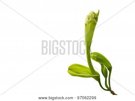 Bloom Flower