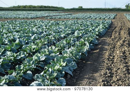 Cabbage Field