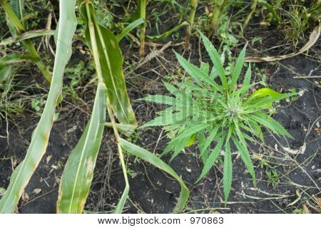 Cannabis