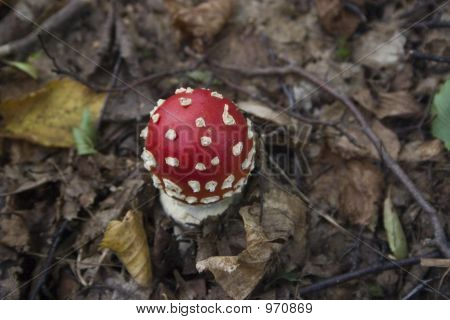 Champignon
