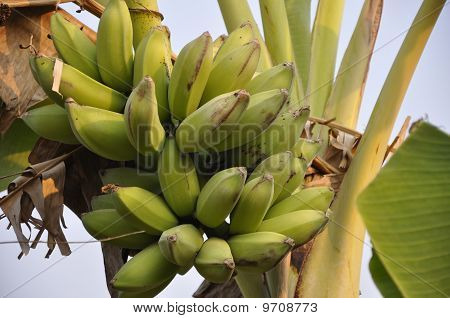 Drzewo bananowe