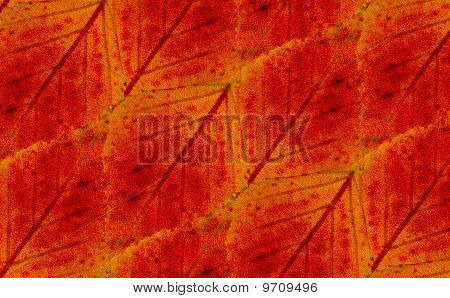 ornamento regular follaje naranja