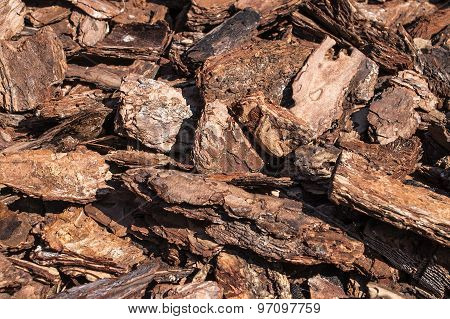Bark Of Trees