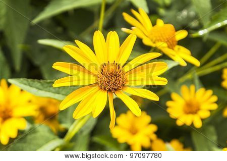 The Blossomed Yellow Flowers