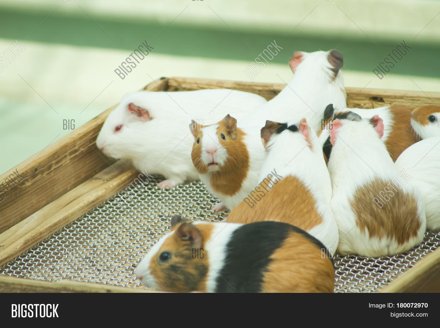 Guinea Pig Zoo Outdoor Image & Photo (Free Trial) Bigstock