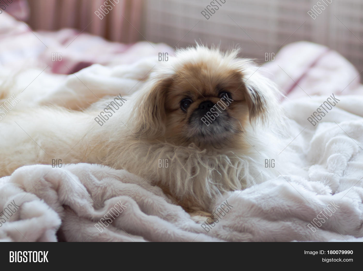 pekingese blanket