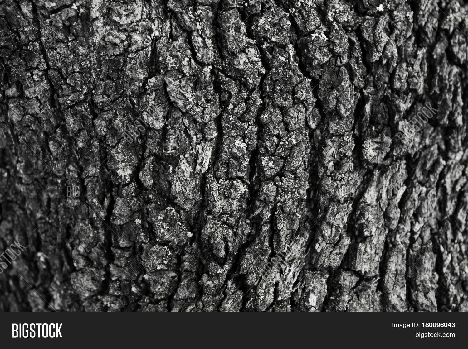 Oak Tree Bark Texture Image & Photo (Free Trial) | Bigstock