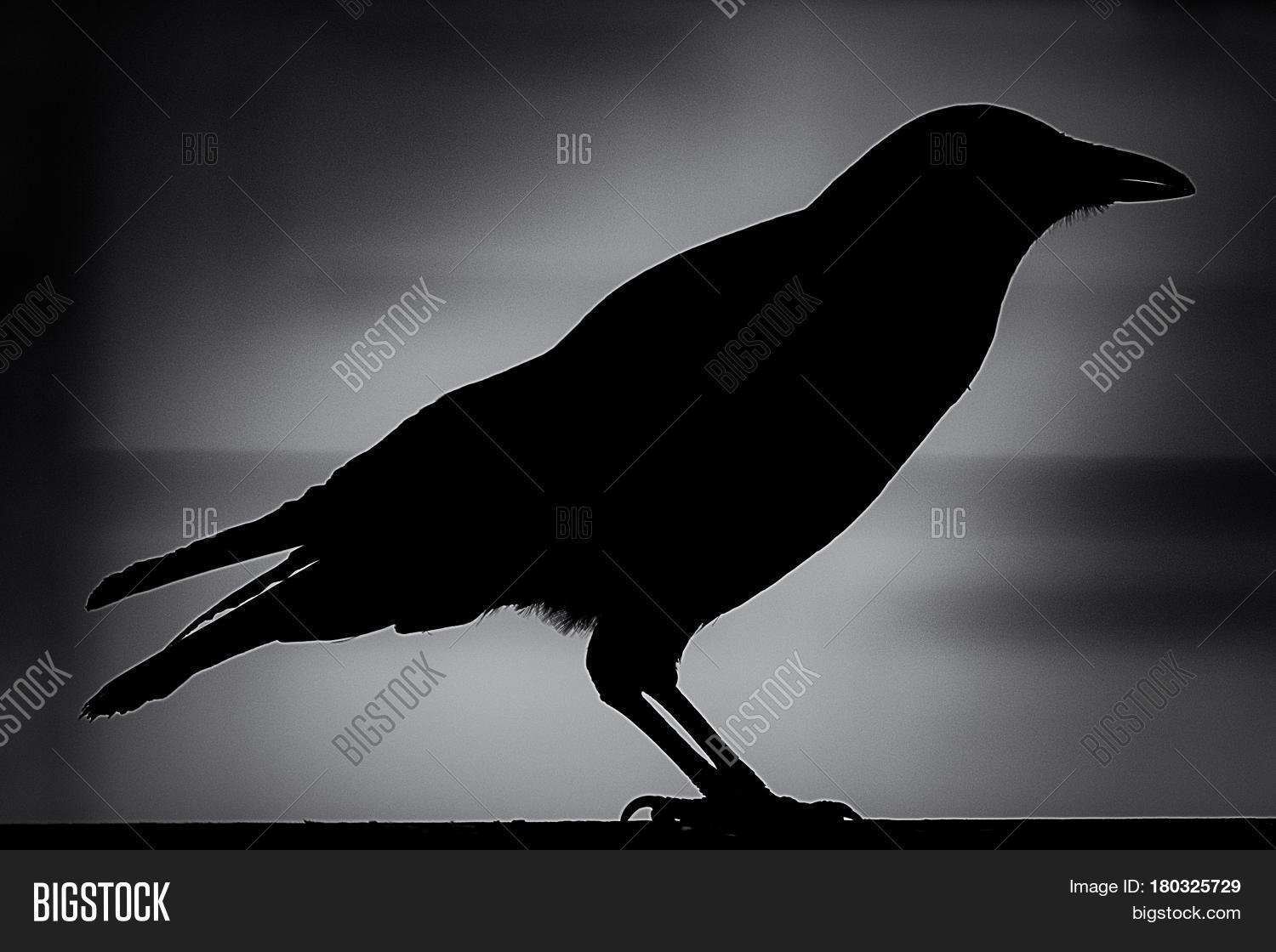 Black Crow On Fence Image & Photo (Free Trial) Bigstock