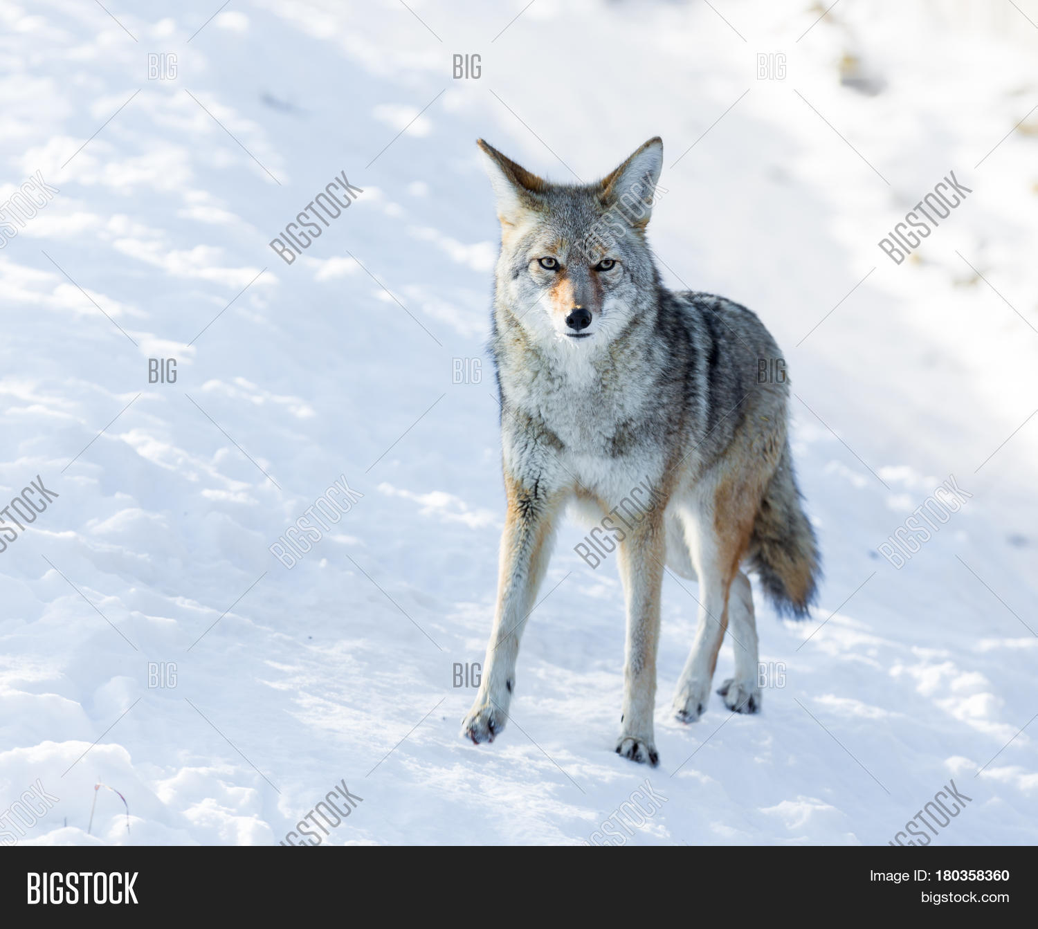 Cayodi Coyote Canid Native Image & Photo (Free Trial) | Bigstock