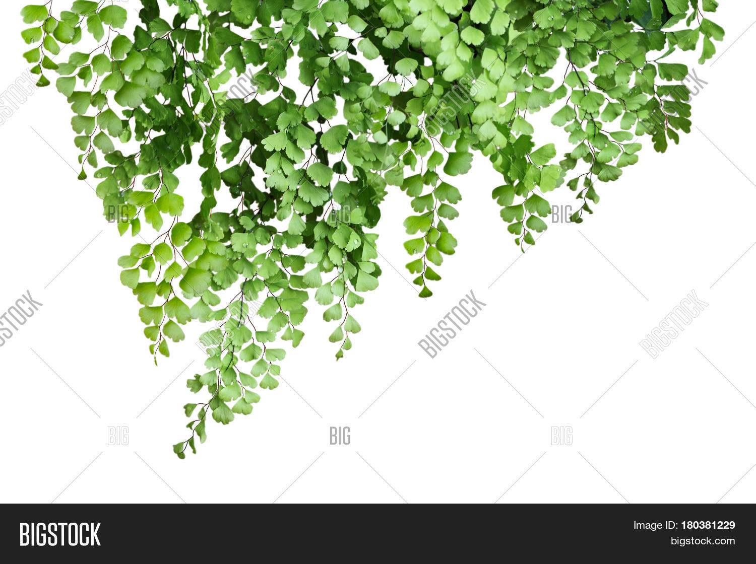 Maidenhair Fern Image & Photo (Free Trial) | Bigstock