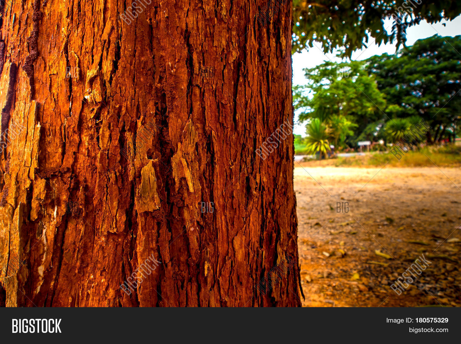 Trunk Tree Vivid Red Color Bark Image & Photo Bigstock