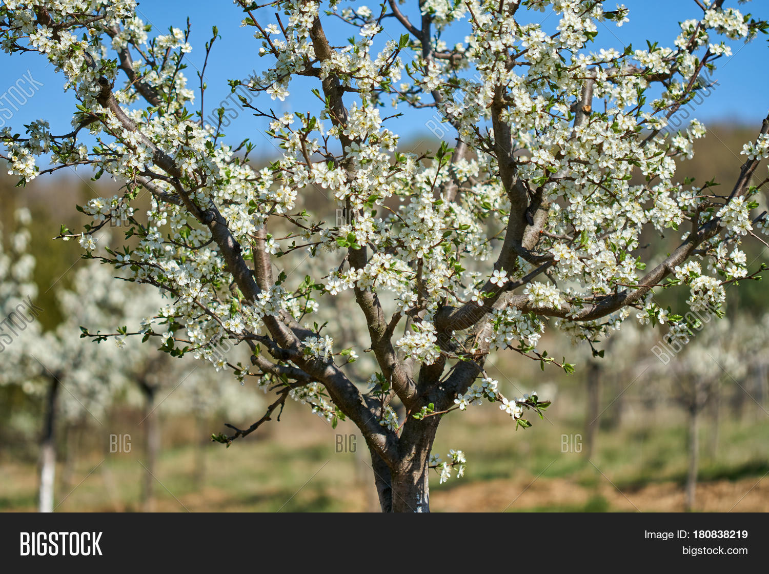 8 cherry trees lower stondon orchard cherry trees image photo bigstock 8 cherry trees lower stondon orchard cherry trees image photo bigstock