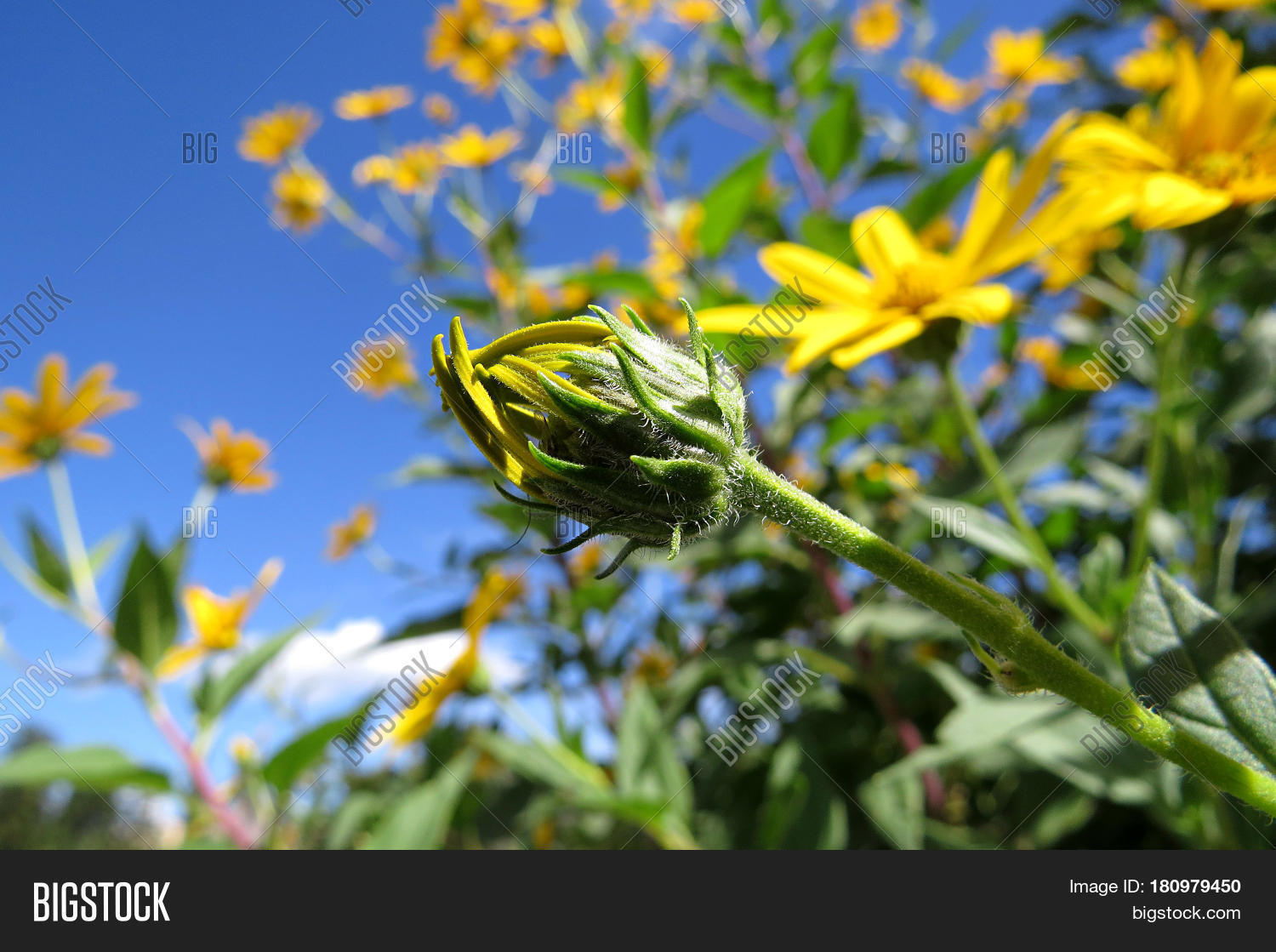 African Bush Daisy Image & Photo (Free Trial) Bigstock