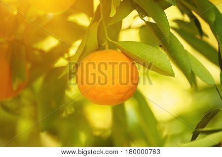 Tangerine sunny garden with green leaves and ripe single fruit. Mandarin orchard with ripening citrus fruit. Natural outdoor food background