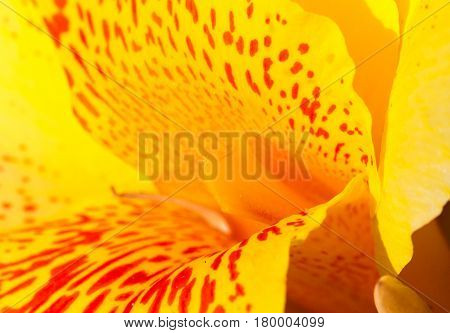 Yellow tropical flower with red dots in center. Canna lily stamen and petals macro photo. Blooming orchid macro photo. Summer blossom in garden. Floral image for spring background or banner template