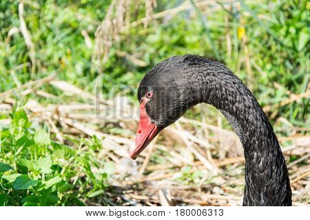 Black swan portrait peaceful beauty in the wild