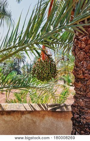 Palmeral Of Elche In Valencian Spain