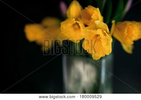 yellow daffodil flowers with pupple tulip blooming in vase with green wall. Dark key. Interior with candle