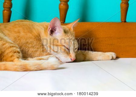 Red cat sleeps on bed. Orange cat resting after lunch. Ginger colored cat in bedroom. Adopted domestic animal. Lovely pet dreaming in rustic countryhouse. Orange kitty on summer vacation. Cute kitten
