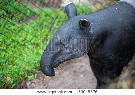 Malayan tapir (Tapirus indicus), also known as the Asian tapir.