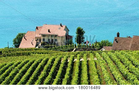 Lavaux Vineyard Terraces Hiking Trail Lake Geneva Switzerland