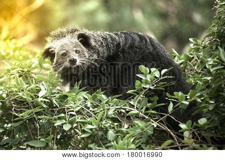 Rare and amusing animal - Binturong on a tree.