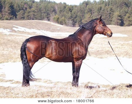 exterior de trakehner caballo en el campo de primavera