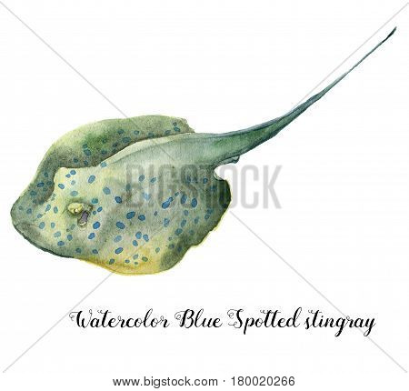 Watercolor Blue Spotted stingray. Hand painted underwater tropical animal illustration isolated on white background. For design, fabric or print