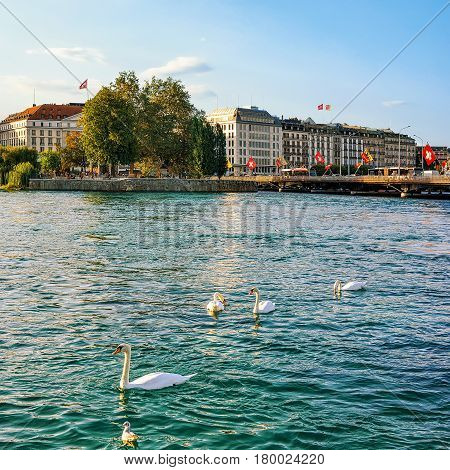 Swans in Geneva Lake in summer Geneva Switzerland. Bergues Bridge on the background