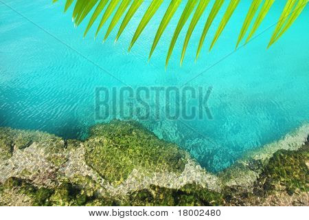 Cenote mangrove klare turkisblå vand Mayan Riviera Mexico