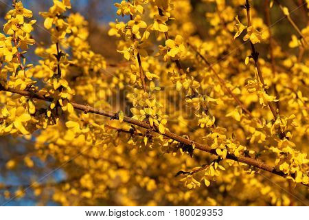 Flowering branches of a border forsythia (Forsythia x intermedia)