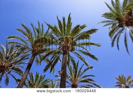 Palmeral of Elche Valencian Community of Spain.