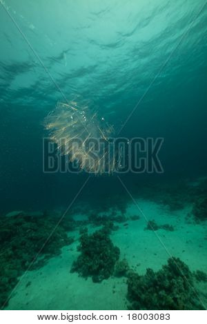 Kızıldeniz pelajik Tunicates.