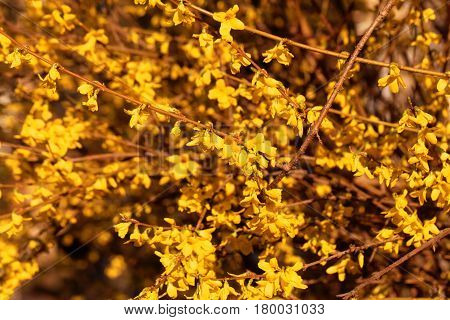 Flowering branches of a border forsythia (Forsythia x intermedia)