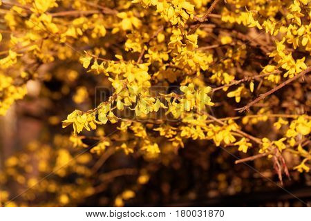Flowering branches of a border forsythia (Forsythia x intermedia)