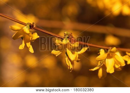 Flowering branches of a border forsythia (Forsythia x intermedia)