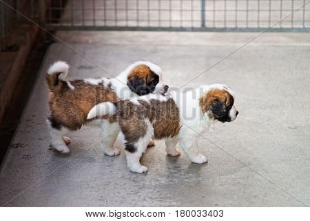 Little Saint Bernard Puppies Playing In Breeding Kennel In Martigny