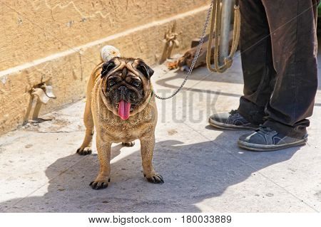 Pug dog in the street of Valletta old town Malta