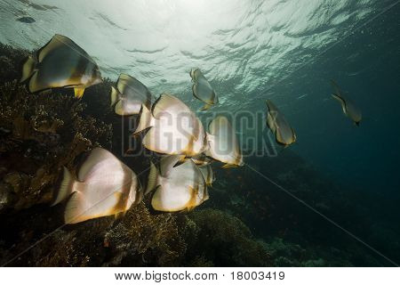 Spadefish og koralrev i det Røde Hav.