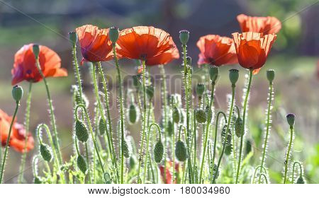 Wild Coquelicot flowers bloom in the beautiful afternoon sunshine