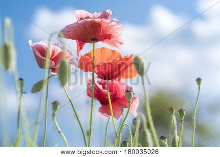 Wild Coquelicot flowers bloom in the sunny sky shimmering as the glorious beauty of the fleeting wings