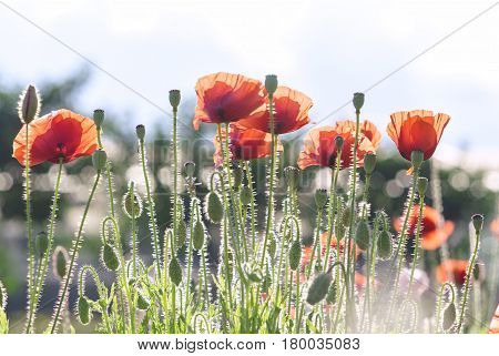 Wild Coquelicot flowers bloom in the beautiful afternoon sunshine