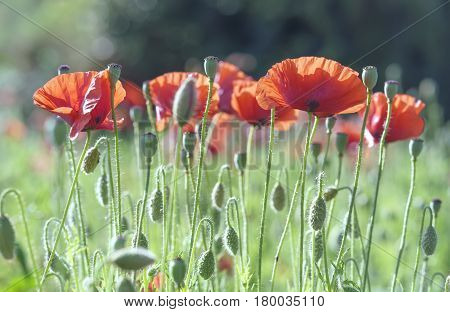 Wild Coquelicot flowers bloom in the beautiful afternoon sunshine