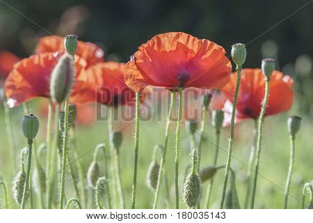 Wild Coquelicot flowers bloom in the beautiful afternoon sunshine