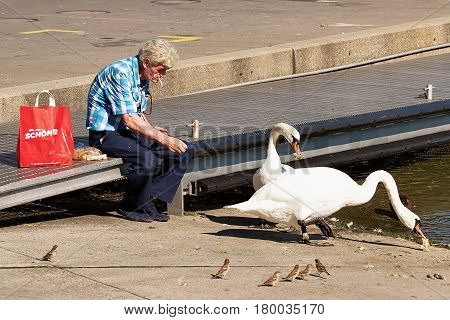 Lausanne Switzerland - August 26 2016: Man feeding white swans at Lake Geneva Marina in Lausanne Switzerland.