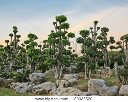 bonsai tree, streblus asper, Siamese rough bush in the garden