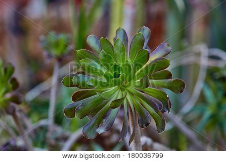 Wild Growing Succulents