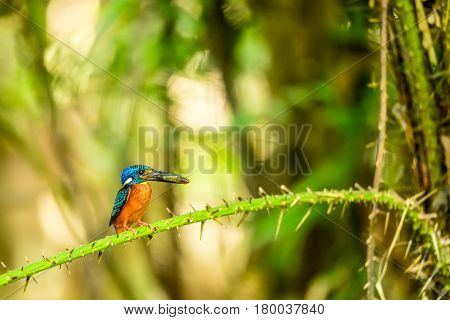 Kingfisher with small fish in its mouth in forest of Thailand