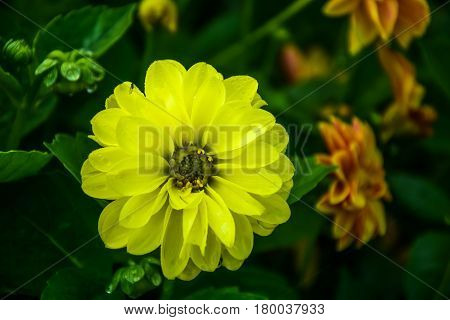 Close up yellow Dahlia flower with dew drops in public park.